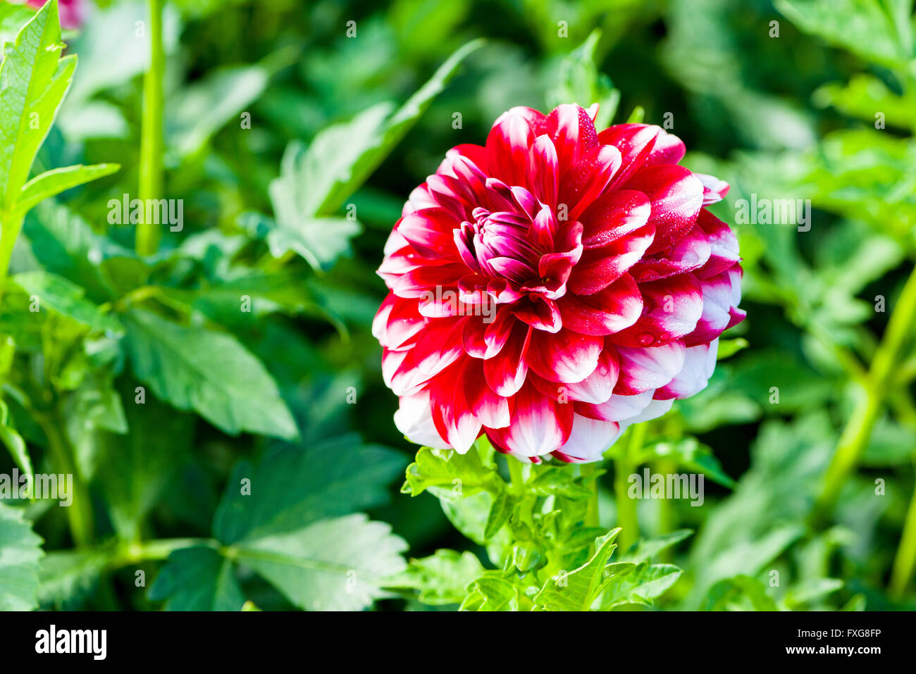 Dahlia (Dahlia sp.) fiore denominato Hoamatland, Heidenau, Bassa Sassonia, Germania Foto Stock