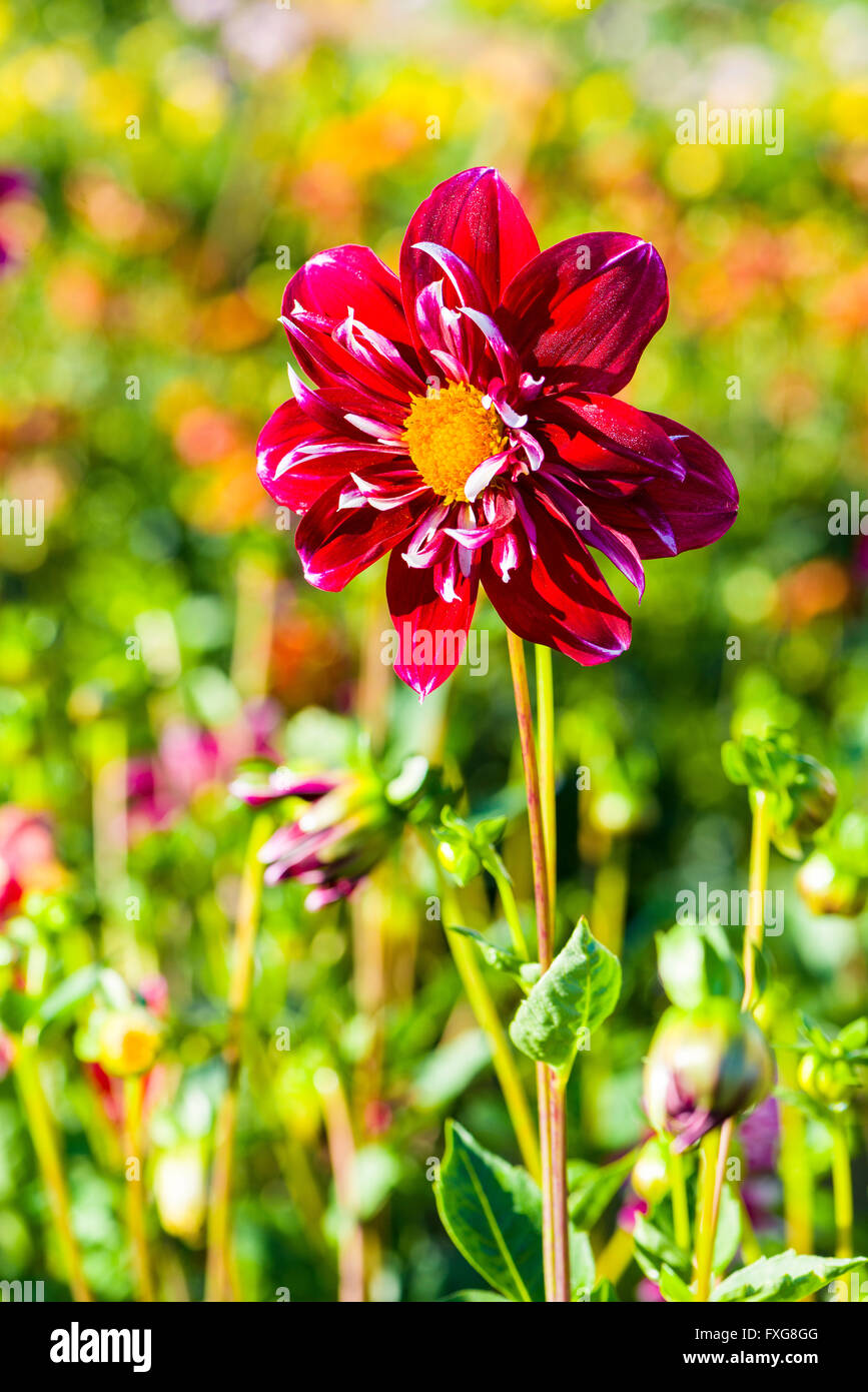 Dahlia (Dahlia sp.) fiore nominato Nathalie, Heidenau, Bassa Sassonia, Germania Foto Stock