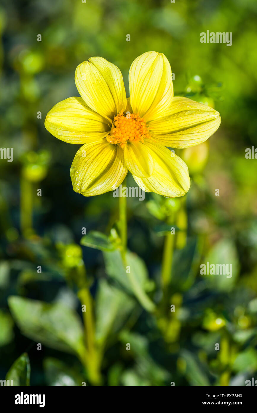 Dahlia (Dahlia sp.) fiore giallo denominato Sneezy, Heidenau, Bassa Sassonia, Germania Foto Stock