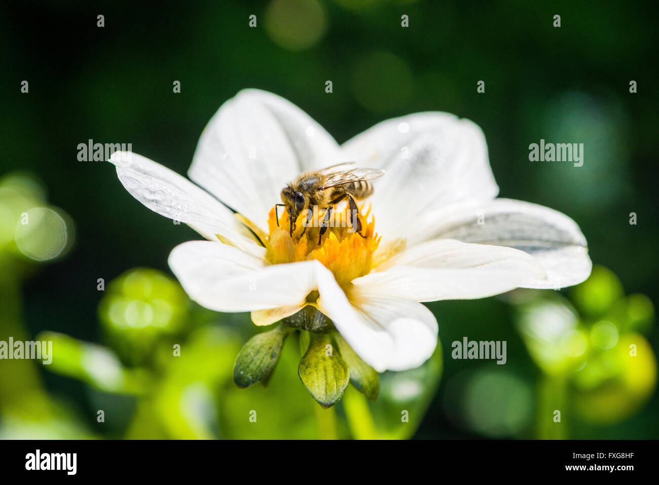 Miele Carniolan bee (Apis mellifera Carnica) raccolta di nettare da dahlia (Dahlia sp.), Blossom Heidenau, Bassa Sassonia, Germania Foto Stock