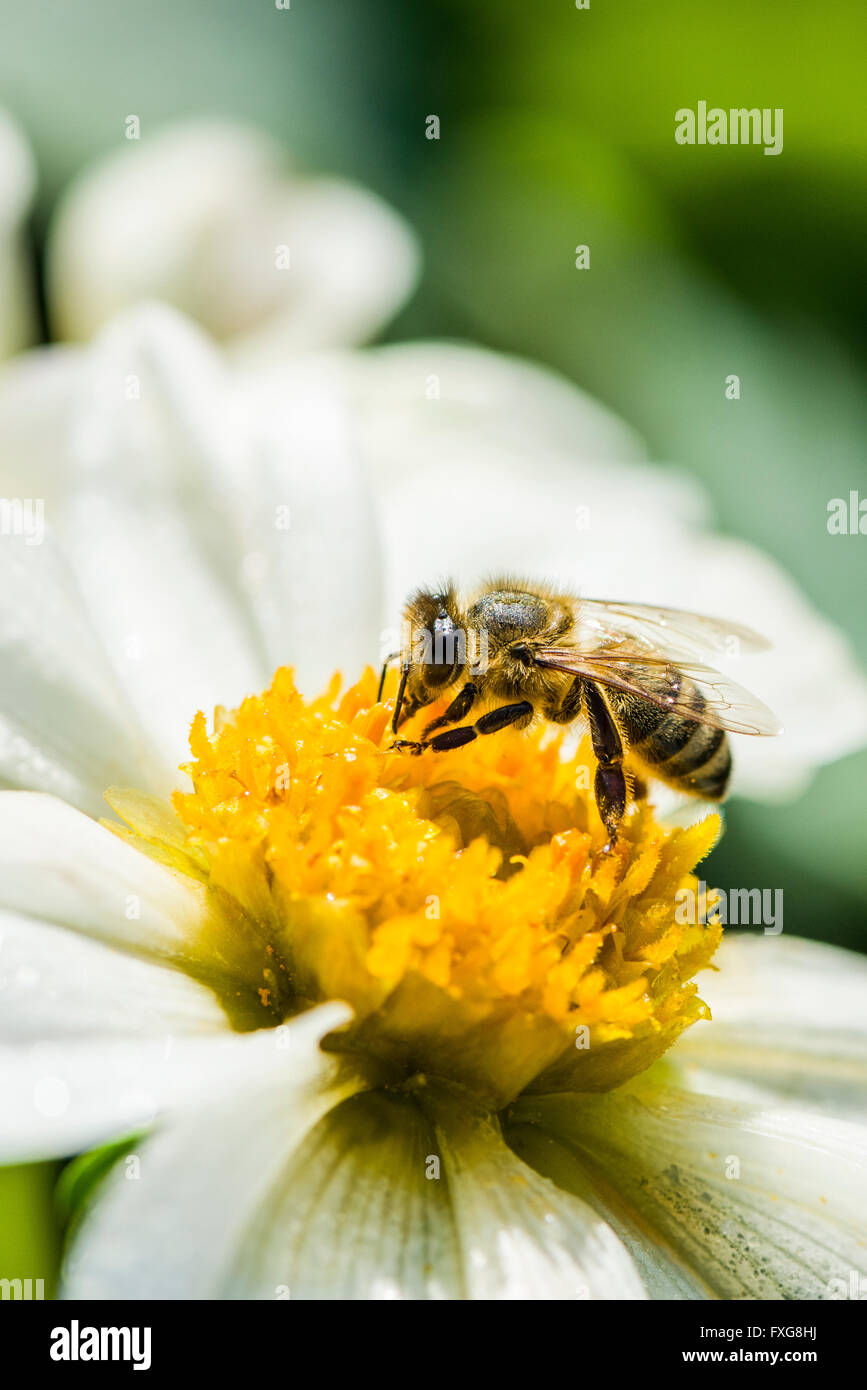 Miele Carniolan bee (Apis mellifera Carnica) raccolta di nettare da dahlia (Dahlia sp.), Blossom Heidenau, Bassa Sassonia, Germania Foto Stock