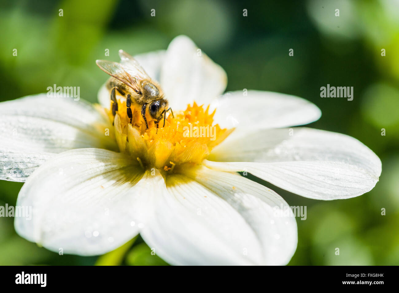 Miele Carniolan bee (Apis mellifera Carnica) raccolta di nettare da dahlia (Dahlia sp.), Blossom Heidenau, Bassa Sassonia, Germania Foto Stock