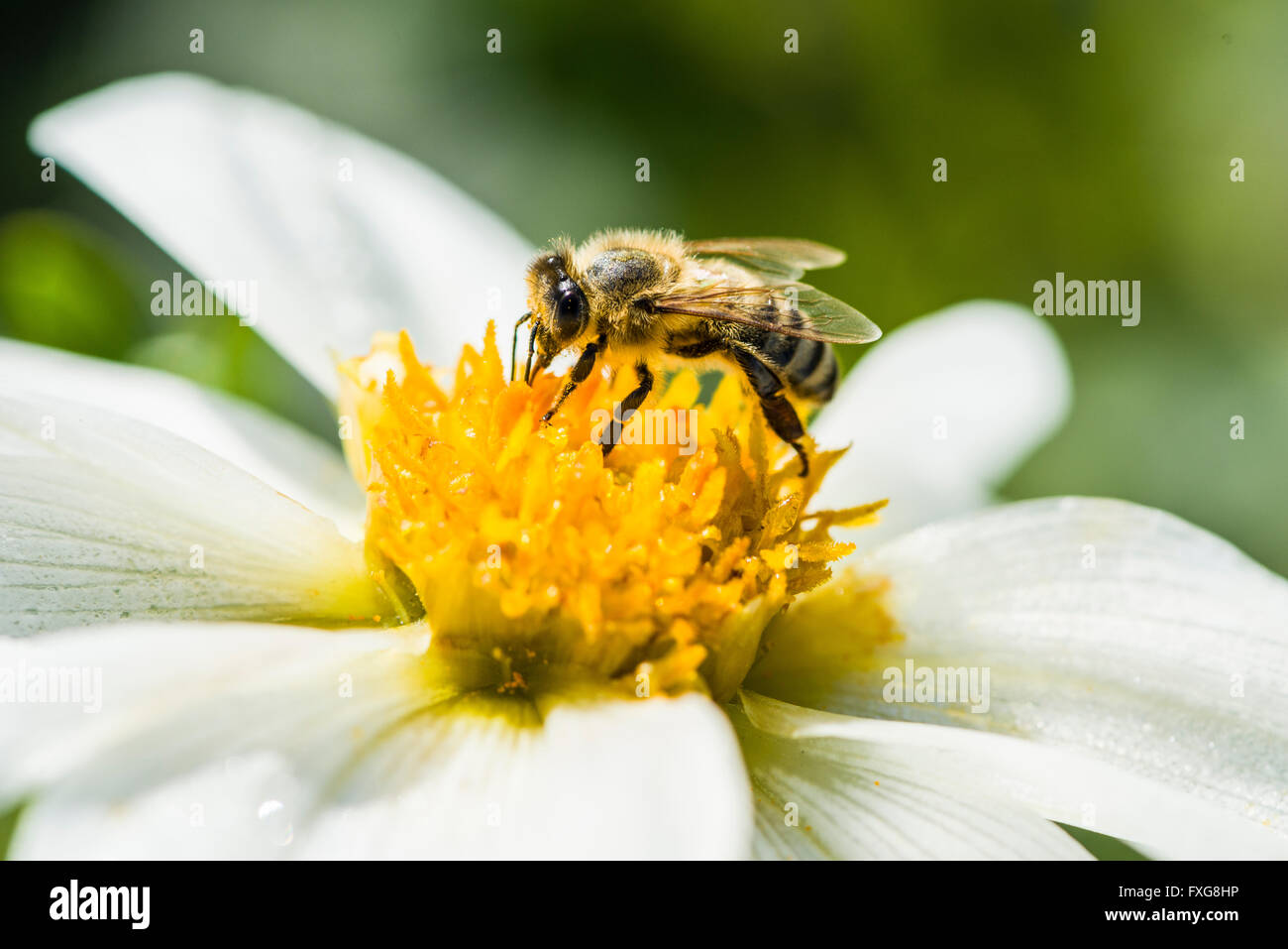 Miele Carniolan bee (Apis mellifera Carnica) raccolta di nettare da dahlia (Dahlia sp.), Blossom Heidenau, Bassa Sassonia, Germania Foto Stock