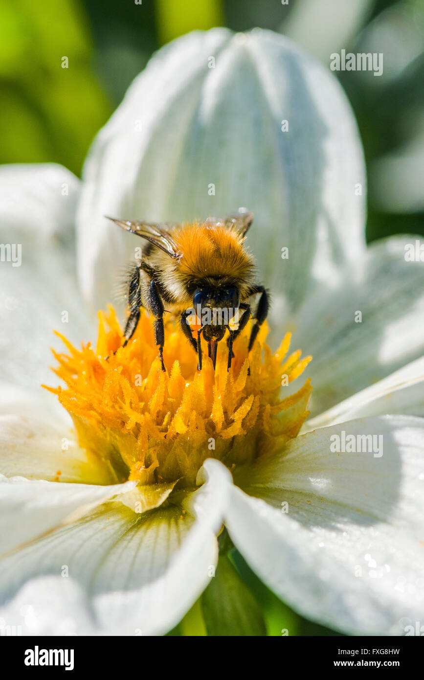 Una carda comune bee (Bombus pascuorum) è la raccolta di nettare da un Dahlia (Asteraceae) blossom, Bassa Sassonia, Germania Foto Stock