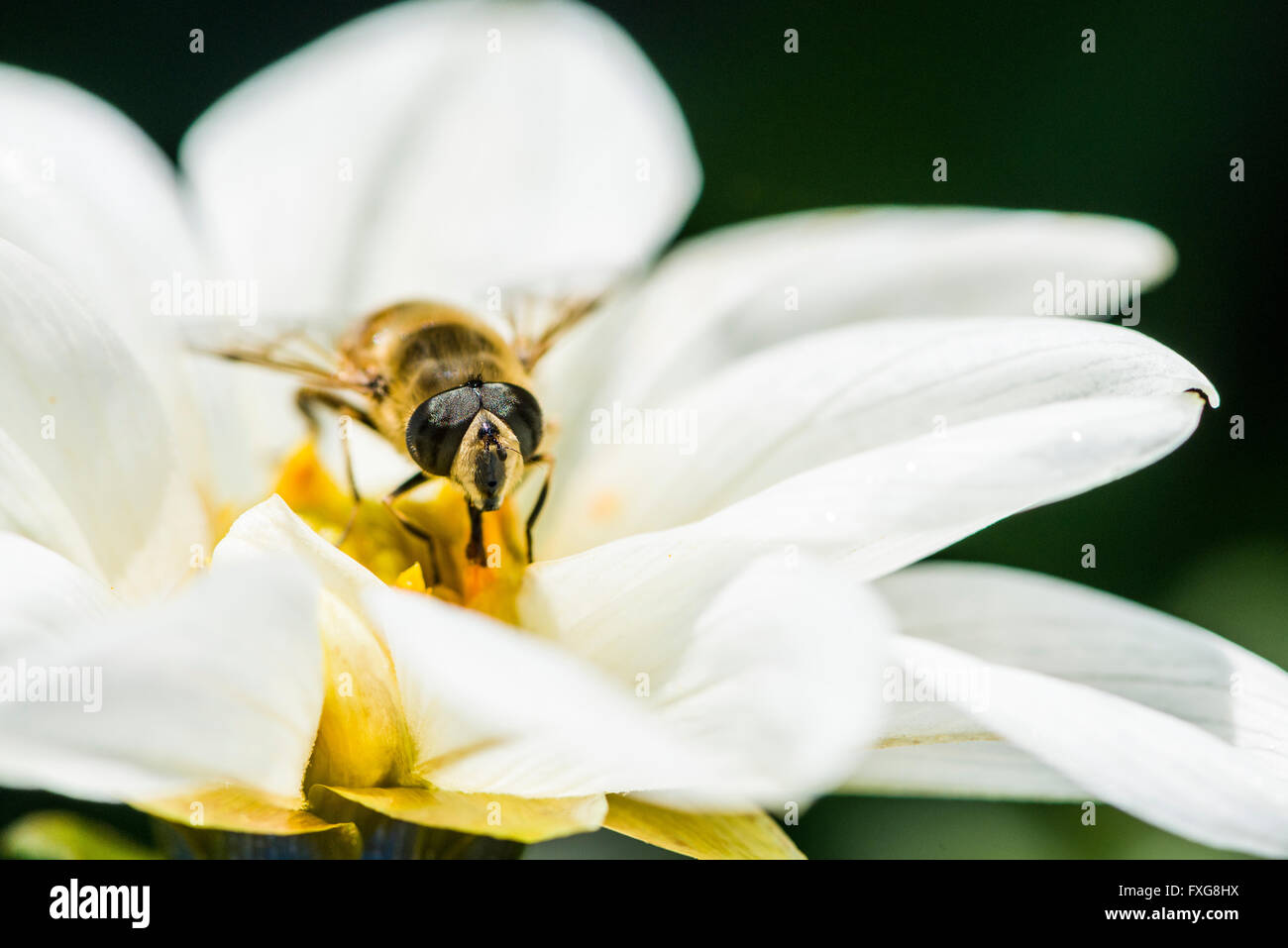 Un maschio Hoverfly (Eristalis tenax) è la raccolta di nettare da un Dahlia (Asteraceae) blossom, Bassa Sassonia, Germania Foto Stock