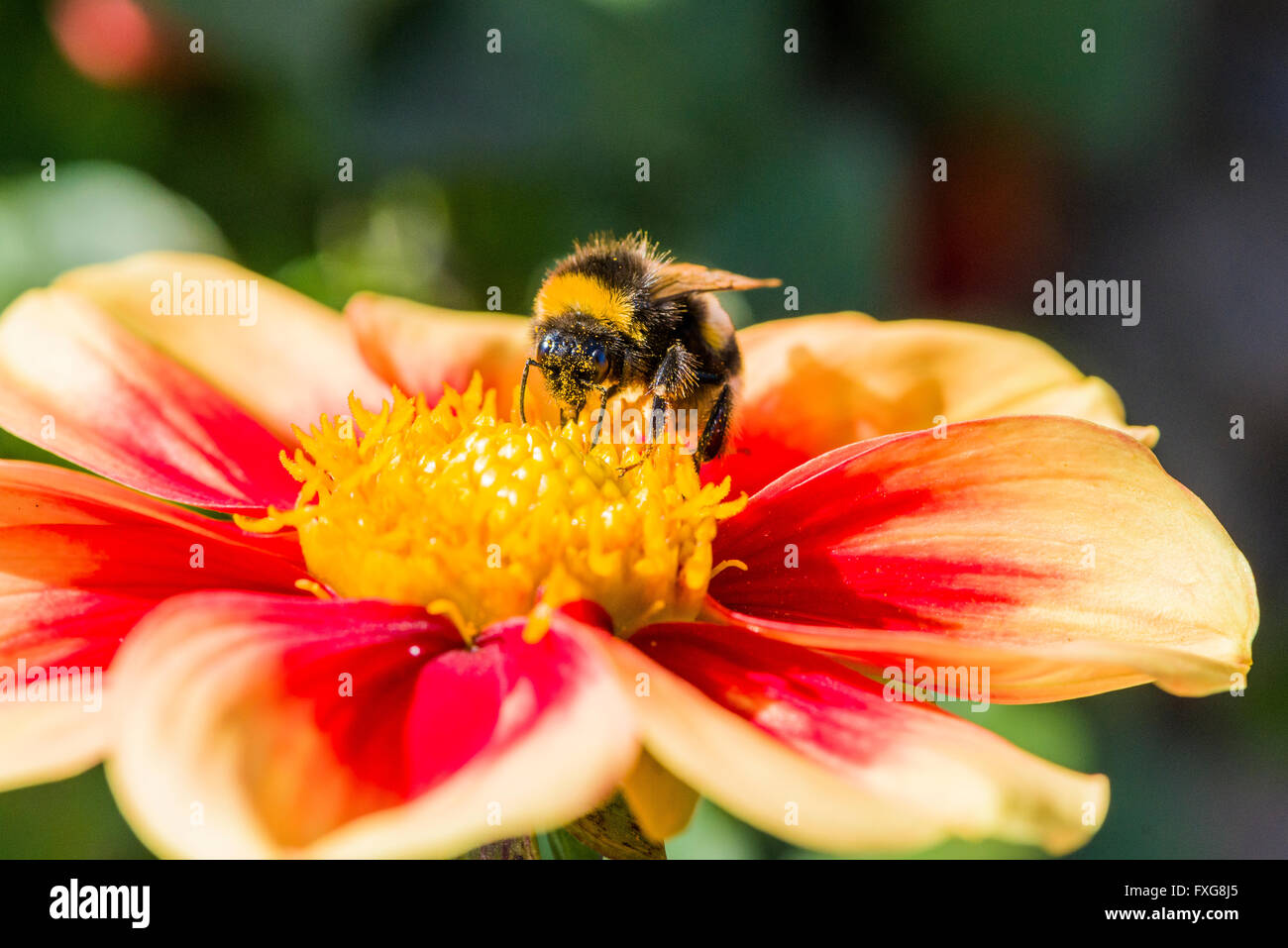 Un Buff-tailed Bumblebee (Bombus terrestris) è la raccolta di nettare da un Dahlia (Asteraceae) blossom, Bassa Sassonia, Germania Foto Stock
