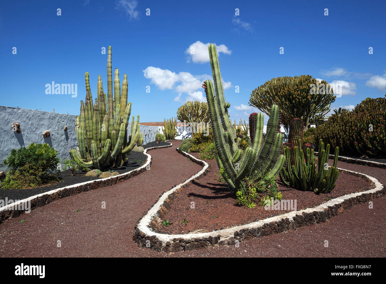 Cactus (Cactaceae) e candelabri di alberi (Euphorbia candelabro), il giardino dei cactus del Museo del Queso, Antigua, Fuerteventura Foto Stock