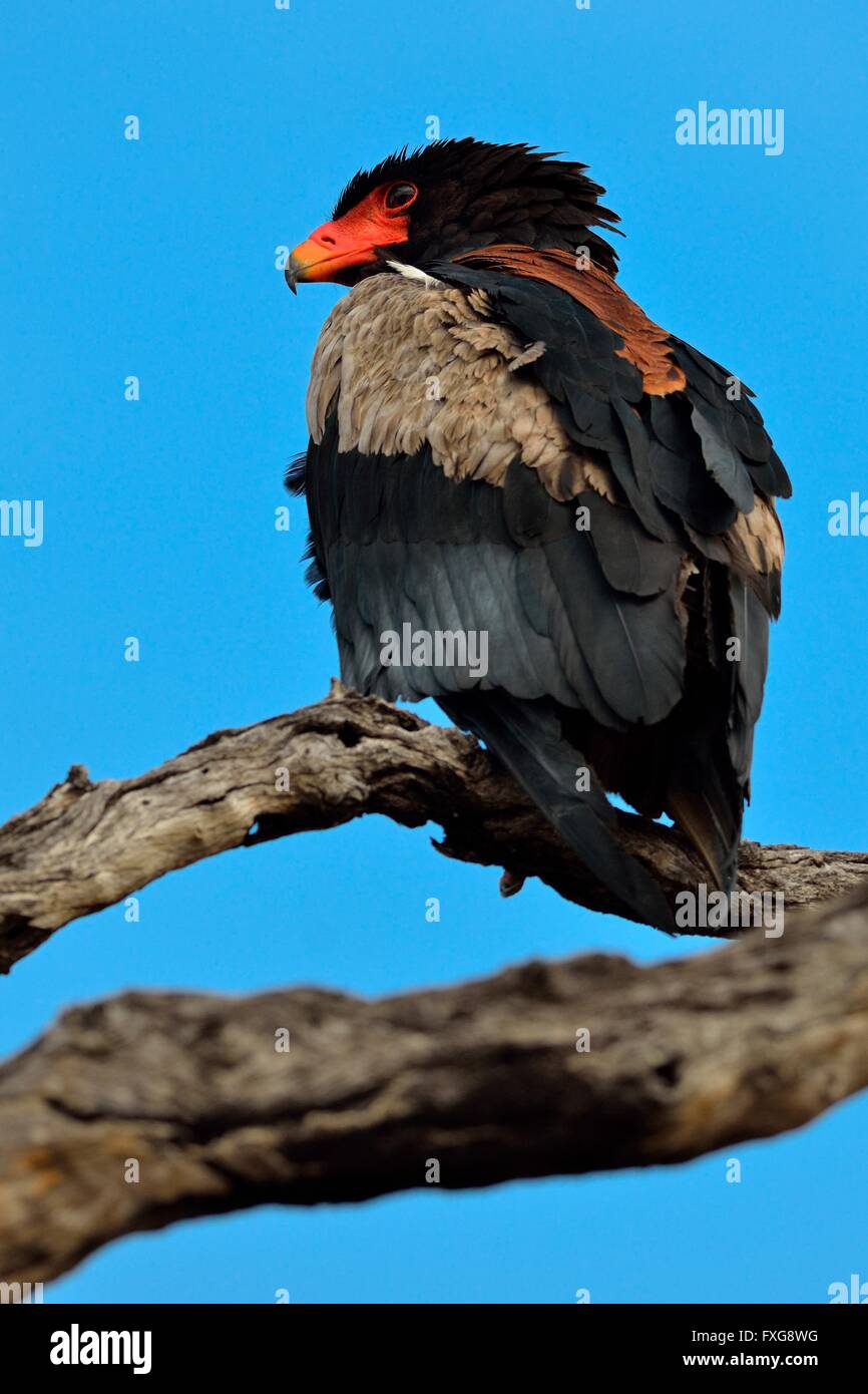 Bateleur Eagle (Terathopius ecaudatus), arroccato su albero morto, guardando in avanti, il Parco Nazionale Kruger, Sud Africa Foto Stock