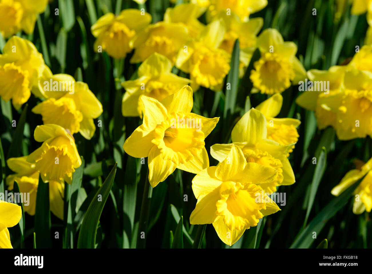 Narcissus pseudonarcissus comunemente noto come wild daffodil o Quaresima lily. Qui la varietà Golden Harvest. Foto Stock