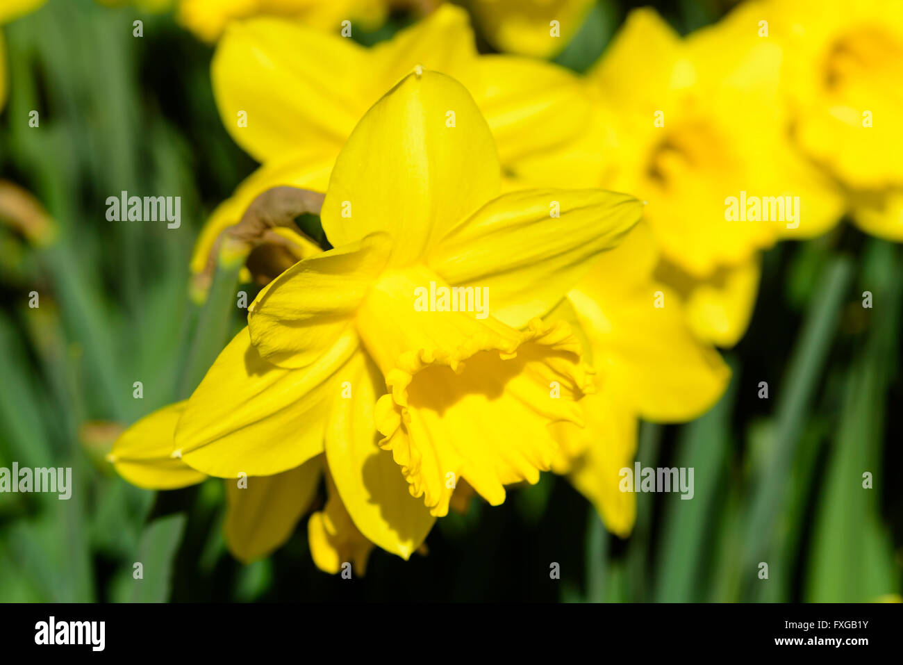 Narcissus pseudonarcissus comunemente noto come wild daffodil o Quaresima lily. Qui la varietà gigantesca star. Foto Stock