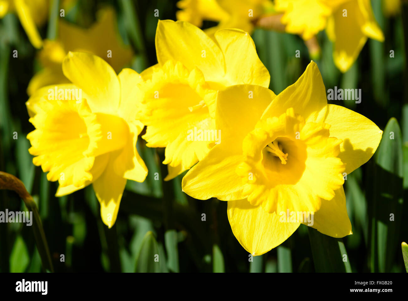 Narcissus pseudonarcissus comunemente noto come wild daffodil o Quaresima lily. Qui la varietà gigantesca star. Foto Stock