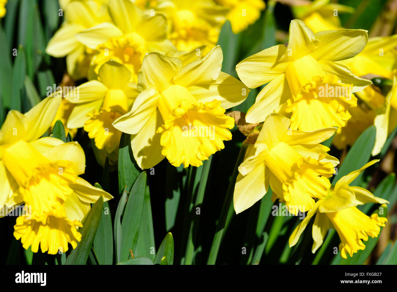 Narcissus pseudonarcissus comunemente noto come wild daffodil o Quaresima lily. Qui la varietà calice. Foto Stock