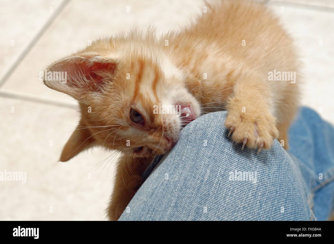 Bambino abbandonato cat salvato Foto Stock