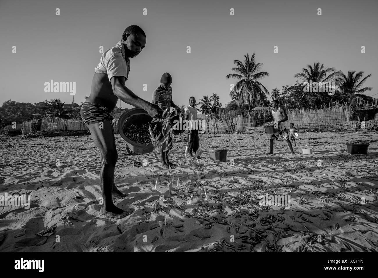 Mozambico, gli uomini sulla spiaggia stanno gettando il pesce sulla sabbia per asciugarlo,bianco e nero, B&W. Foto Stock