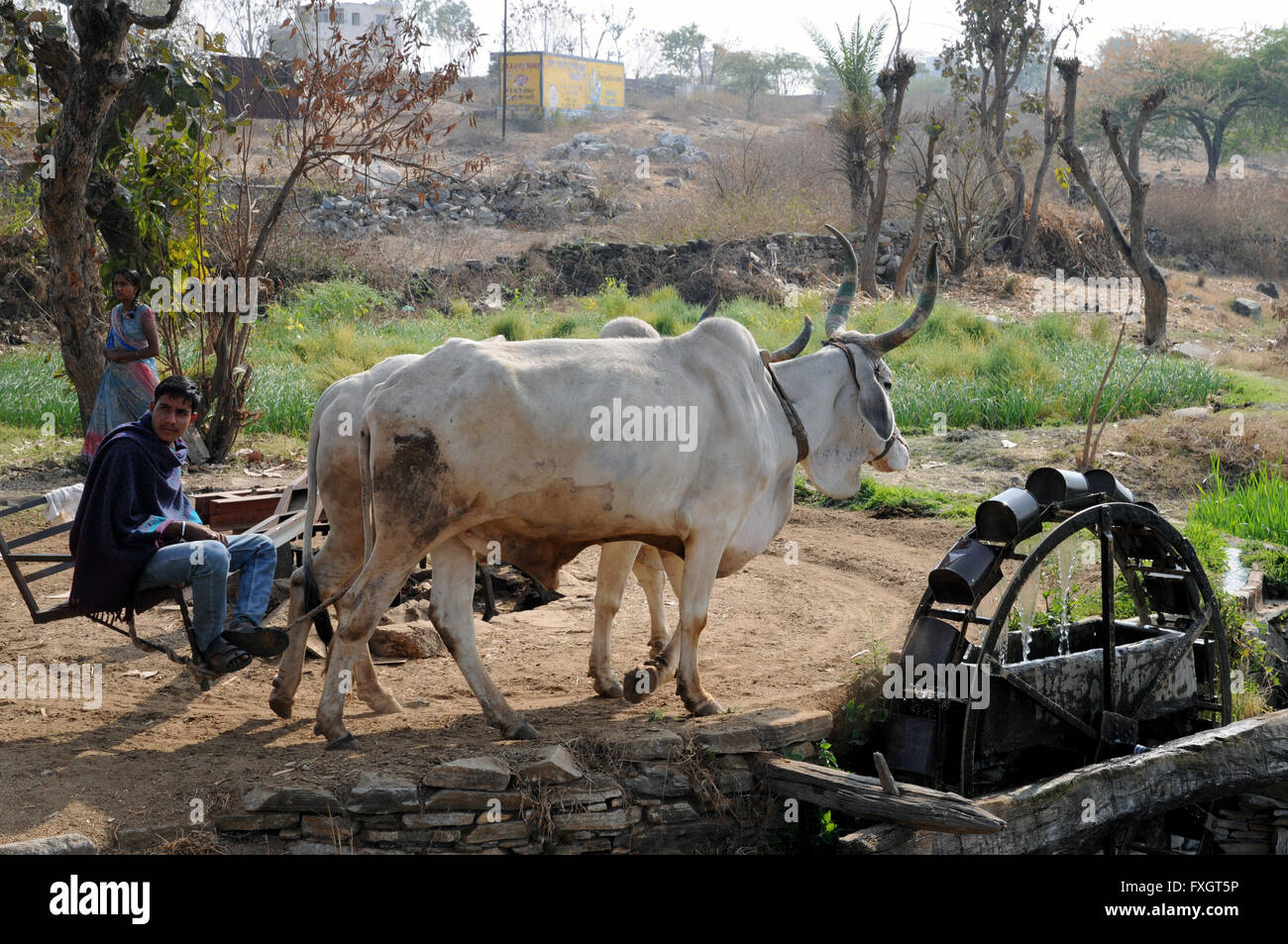 Giovenchi essendo utilizzato per attingere acqua da un pozzo in Rajasthan, India, usando la ruota di Persiano metodo. Foto Stock