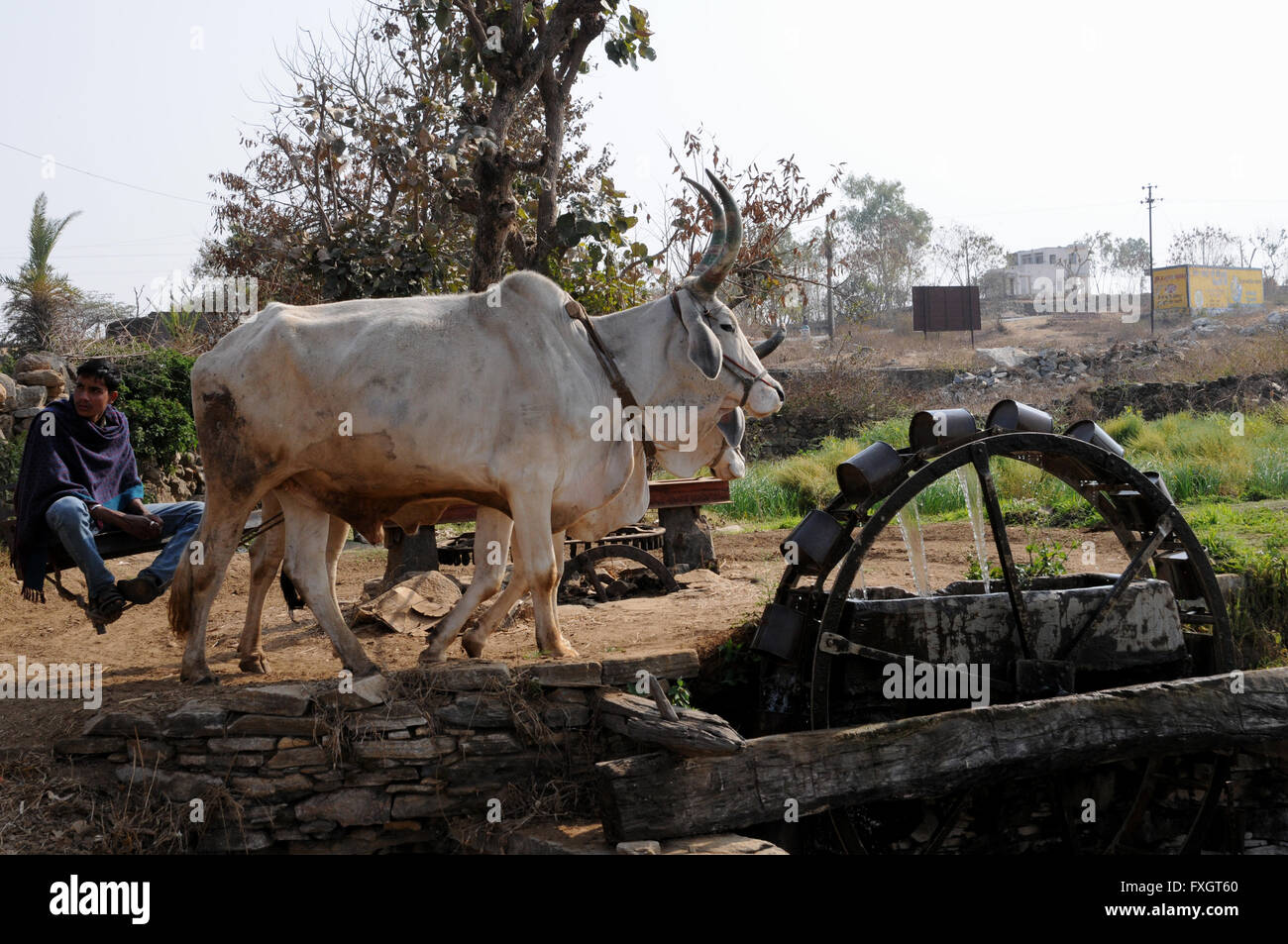 Giovenchi essendo utilizzato per attingere acqua da un pozzo in Rajasthan, India, usando la ruota di Persiano metodo. Foto Stock