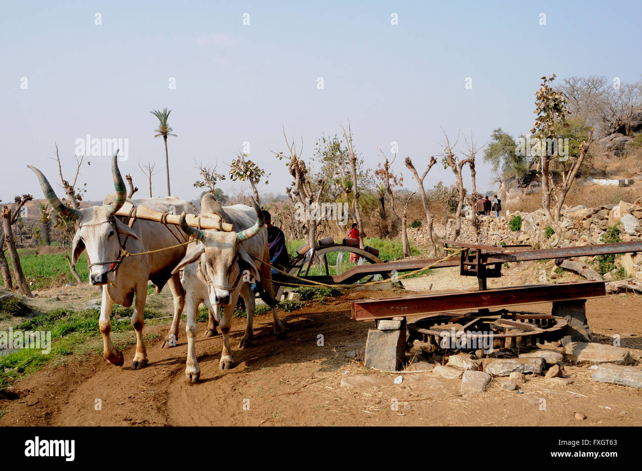 Giovenchi essendo utilizzato per attingere acqua da un pozzo in Rajasthan, India, usando la ruota di Persiano metodo. Foto Stock