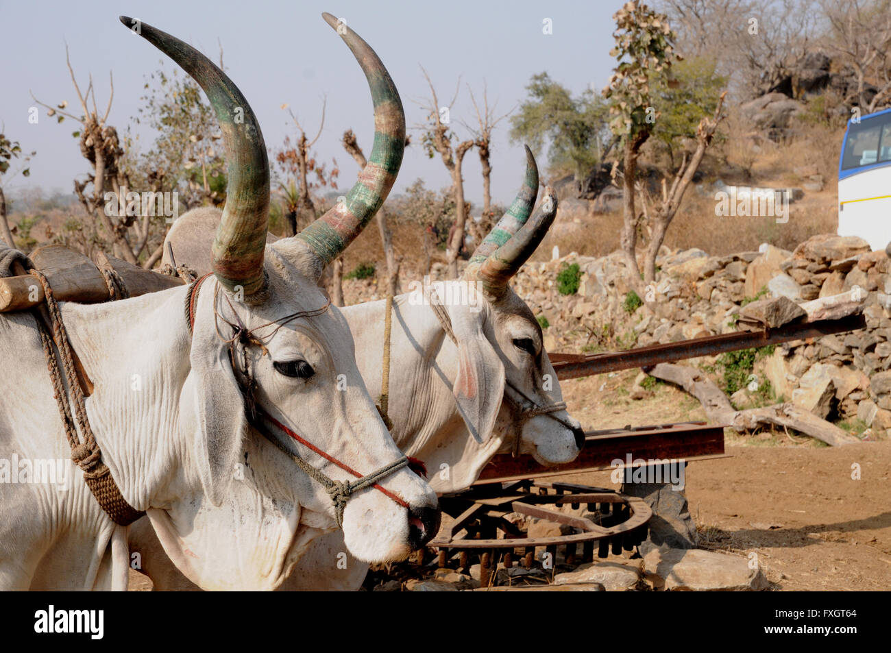 Giovenchi essendo utilizzato per attingere acqua da un pozzo in Rajasthan, India, usando la ruota di Persiano metodo. Foto Stock