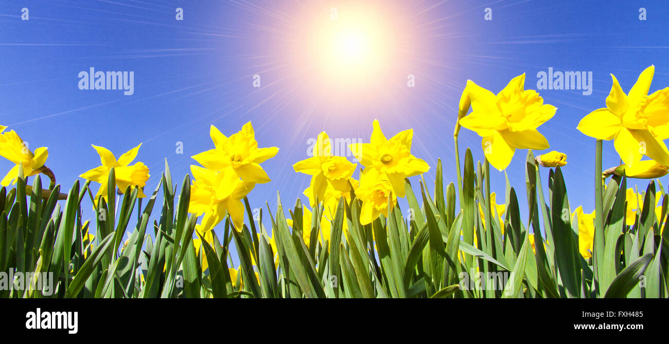 Narciso giallo nella primavera del Sole - foto panoramiche Foto Stock