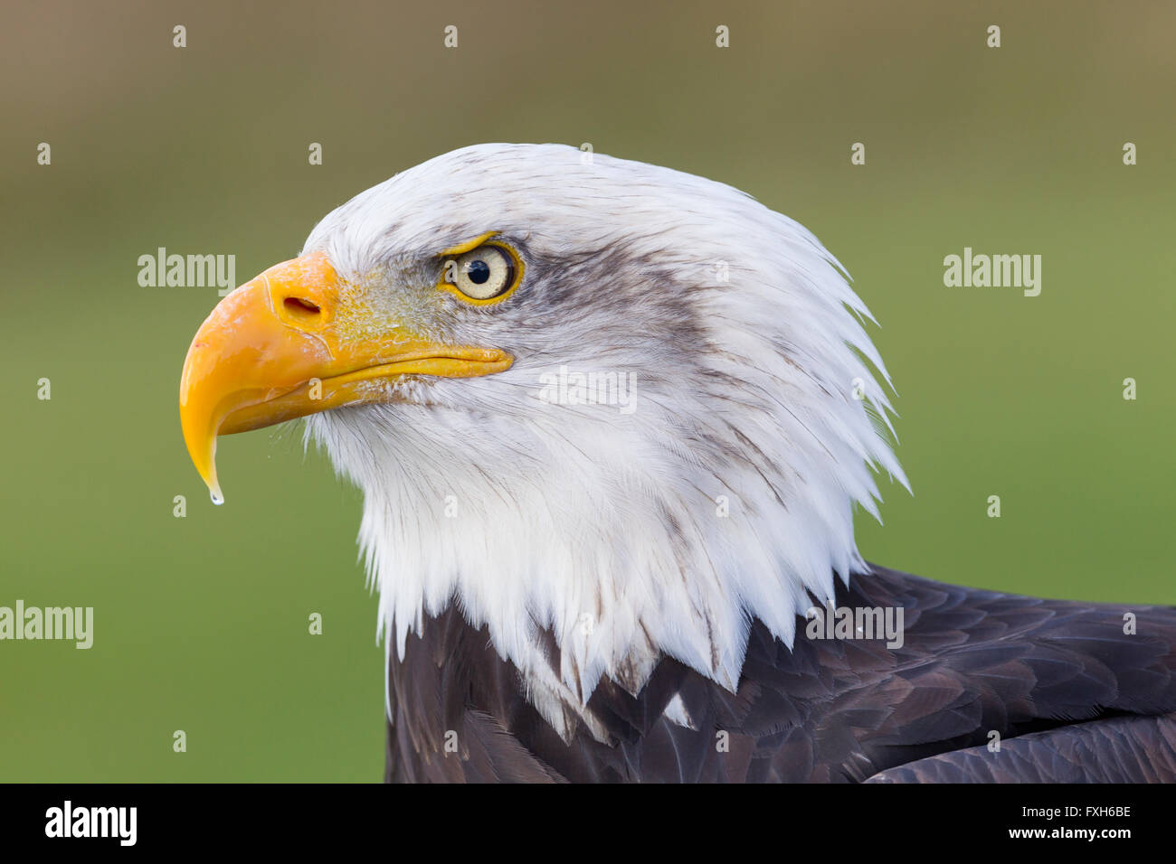 Aquila calva Haliaeetus leucocephalus (prigioniero), femmina, profilo di testa, Hawk Conservancy Trust, Andover, Hampshire, Regno Unito nel mese di ottobre. Foto Stock