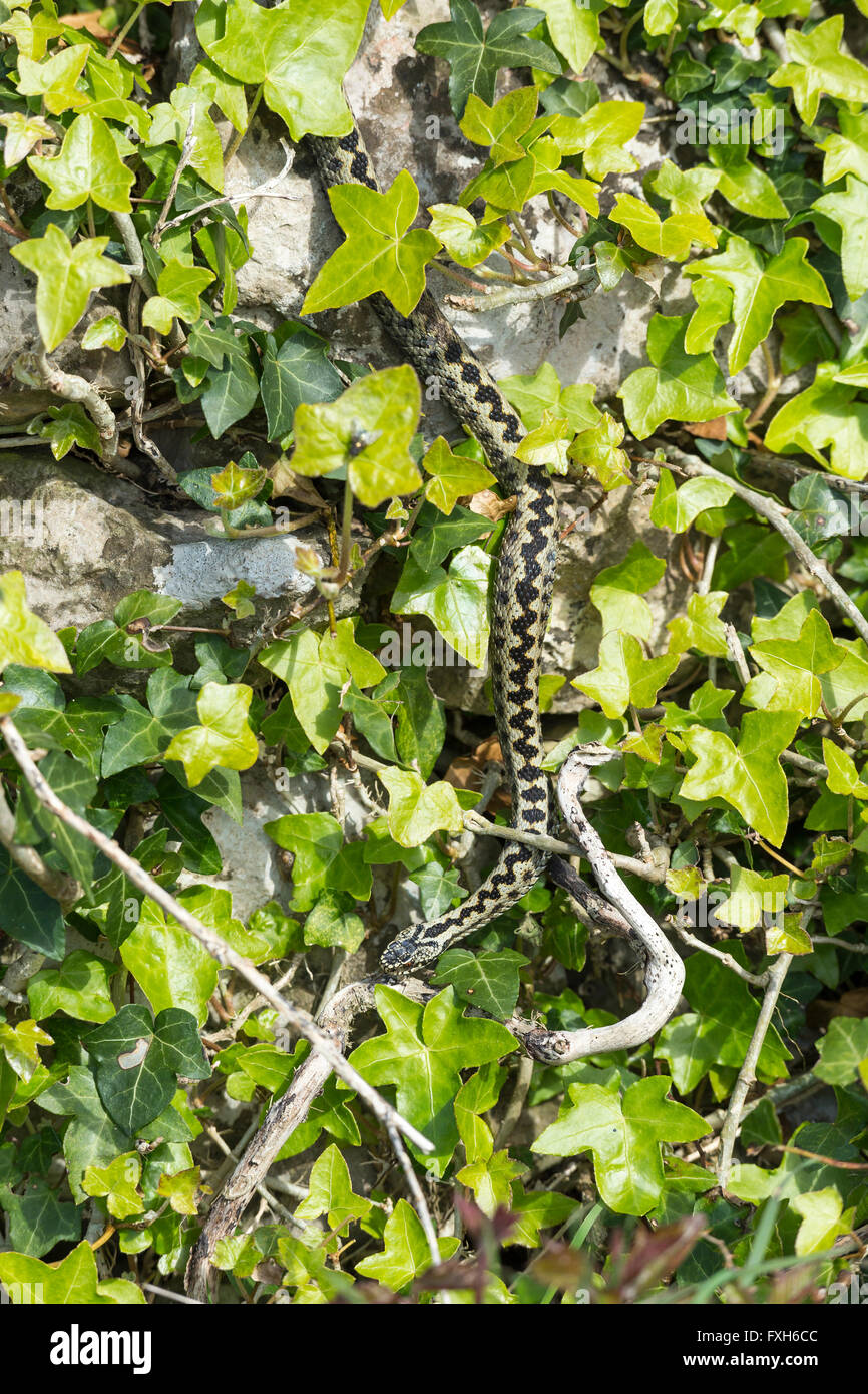 Sommatore comune Vipera berus, maschio adulto, salendo verso il basso edera-coperta parete, Hellenge Hill, Weston-Super-Mare, Somerset in aprile. Foto Stock