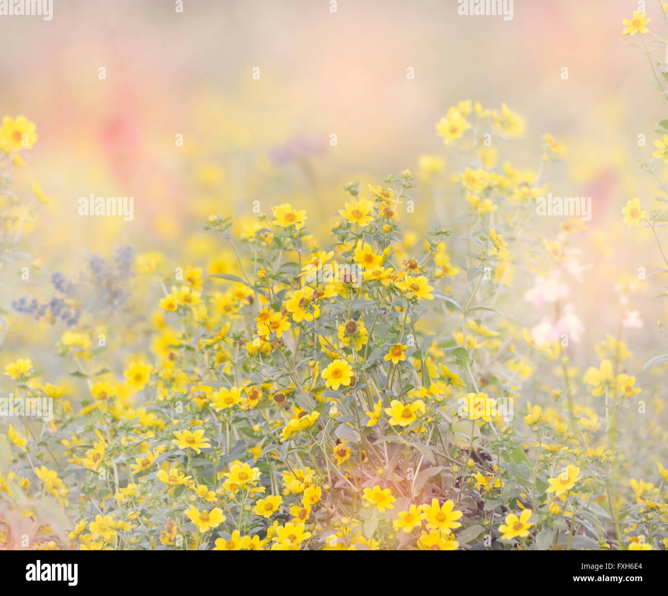 Fiori sbocciano i fiori per lo sfondo Foto Stock