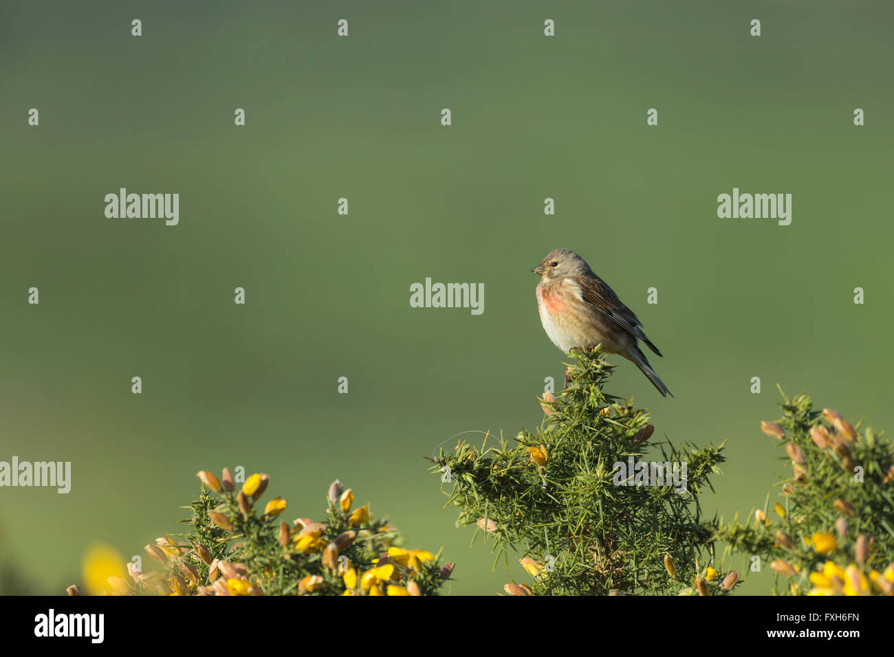 Comune di Linnet Carduelis cannabina, maschio, arroccato su di ginestre, Hellenge Hill, Somerset in aprile. Foto Stock