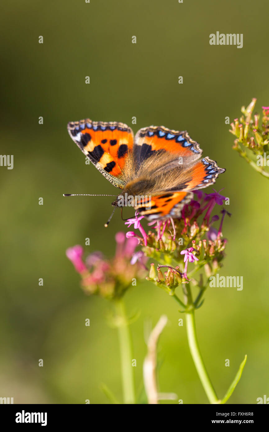 Piccola tartaruga Aglais urticae, imago, nectaring lungo una scogliera a Brean giù, Somerset, Regno Unito nel mese di agosto. Foto Stock