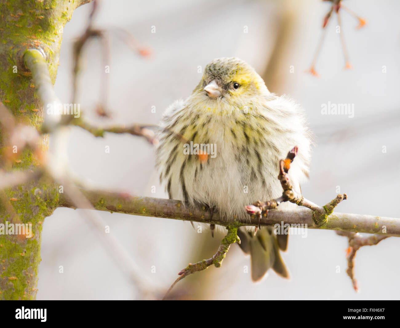 Femmina nera con testa di cardellino (Carduelis spinus) seduto su un ramo di un albero Foto Stock