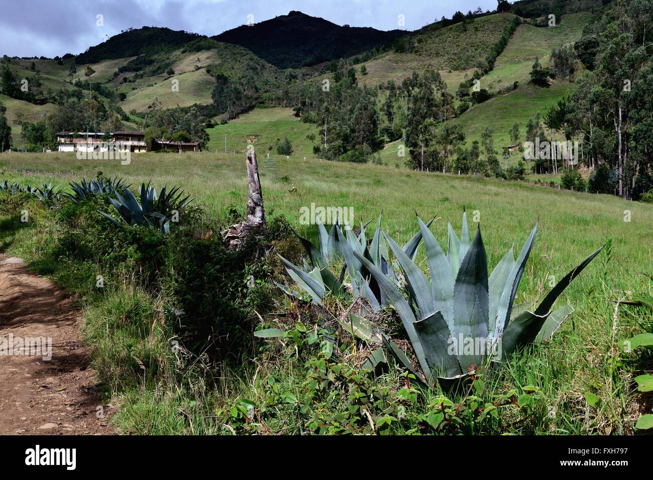 Aloe vera in Pulun ' Las Huaringas ' - HUANCABAMBA.. Dipartimento di Piura .PERÙ Foto Stock