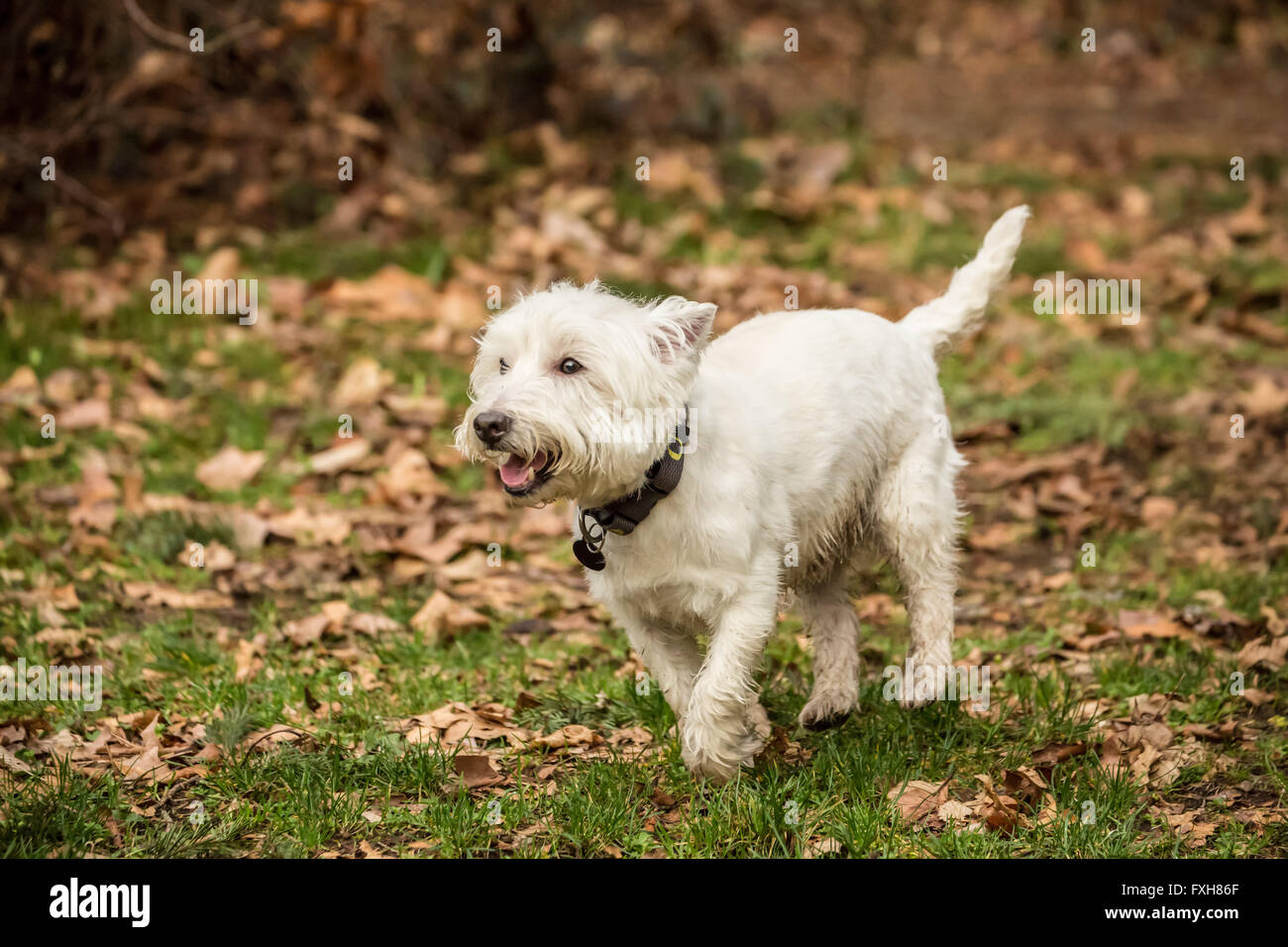 Cerniera lampo, una Westie, esecuzione scherzosamente presso il parco in Issaquah, Washington, Stati Uniti d'America Foto Stock