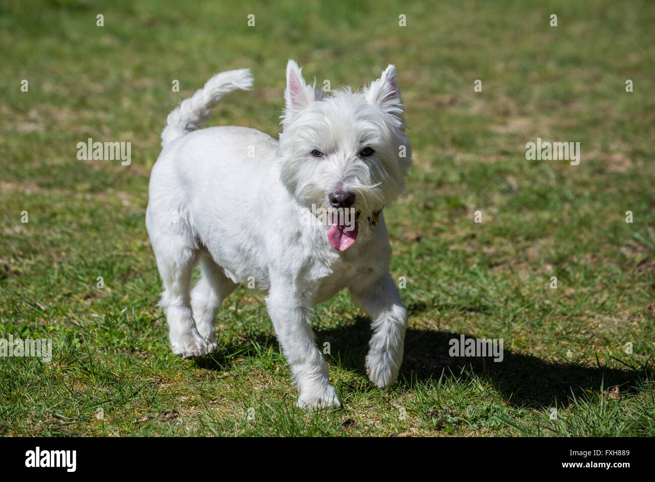 Cerniera lampo, una Westie, in esecuzione con grande divertimento in Issaquah, Washington, Stati Uniti d'America Foto Stock