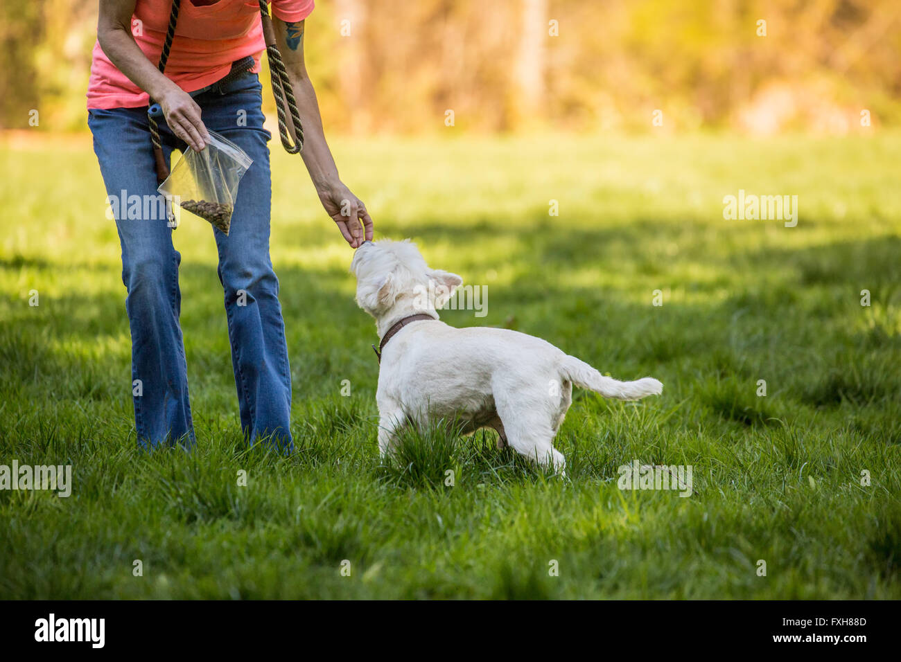 Cerniera lampo, una Westie, essere ricompensati per un buon comportamento in un parco in Issaquah, Washington, Stati Uniti d'America Foto Stock