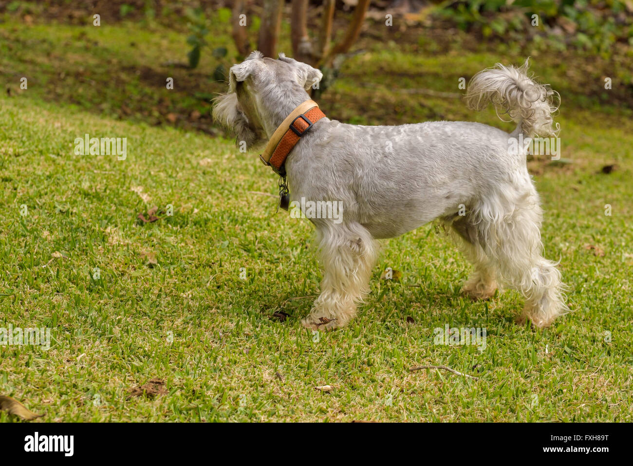 Schnauzer grigio su un campo verde Foto Stock