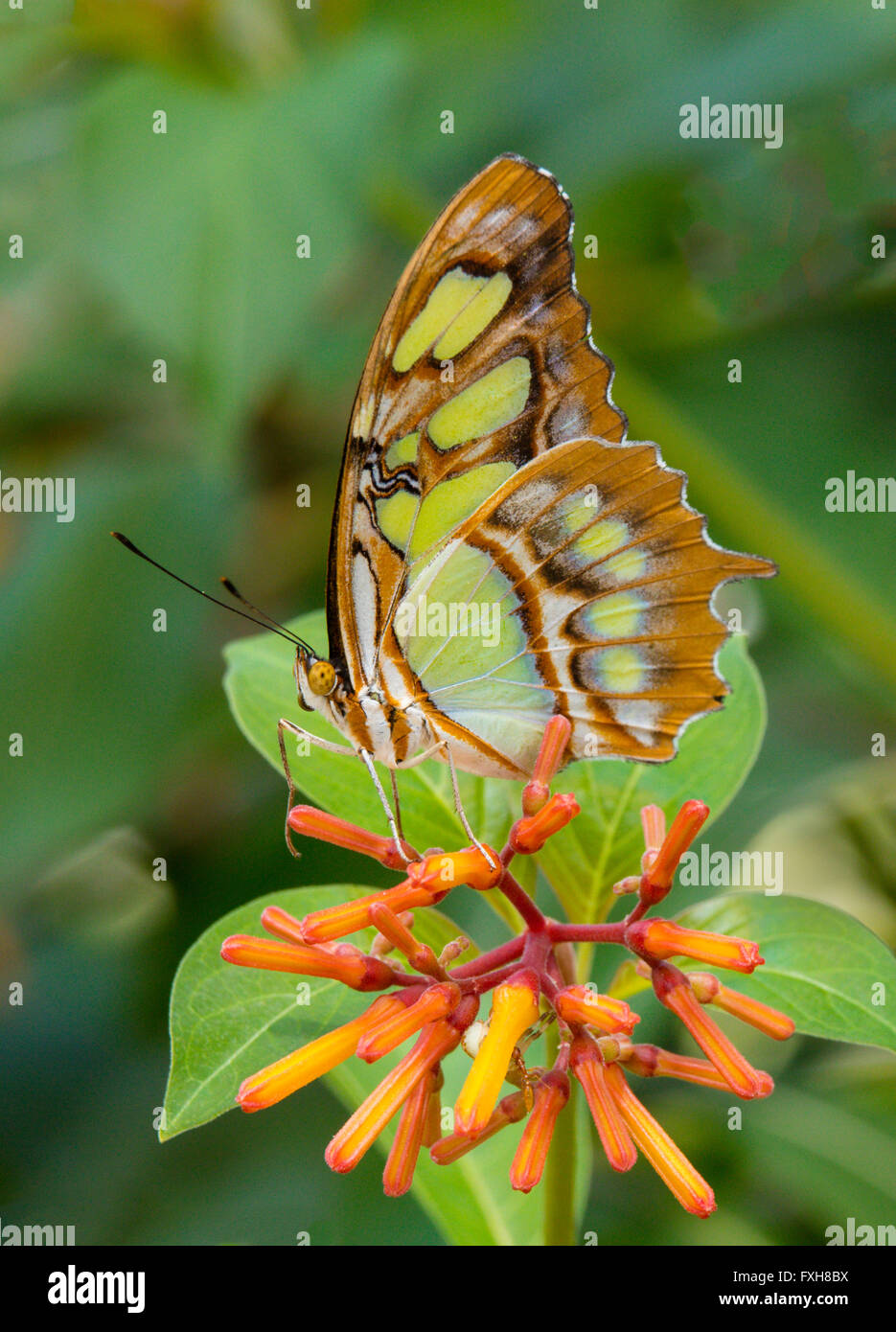Malachite stelenes Siproeta butterfly prese a Butterfly Estates in Fort Myers Flkorida Foto Stock