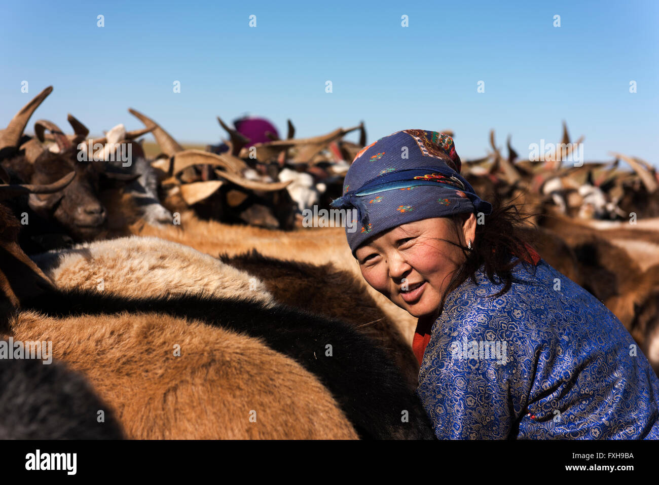 Il Nomad donna nel Deserto del Gobi mungitura capre di lei. Foto Stock