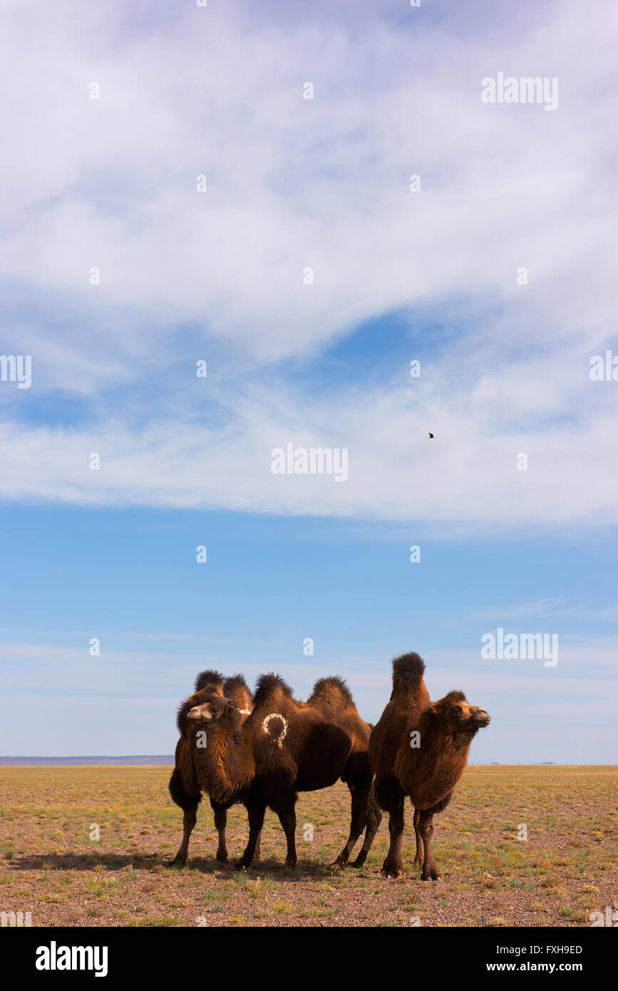 Cammelli nella steppa in remoto Provincia Dundgovi, Mongolia. Foto Stock