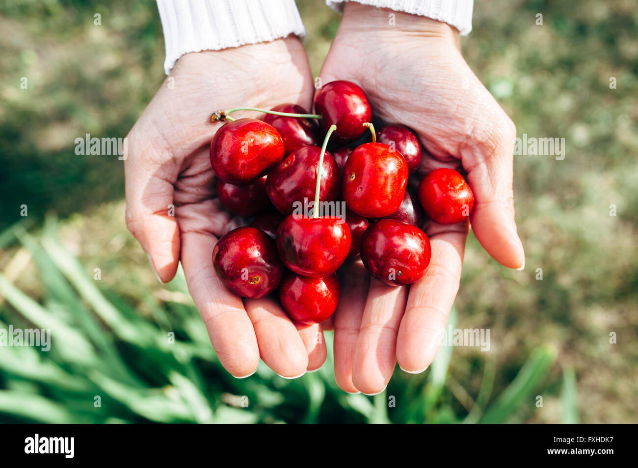 Ampia e deliziosa le ciliegie sono caoticamente disposti su una tavola di legno Foto Stock