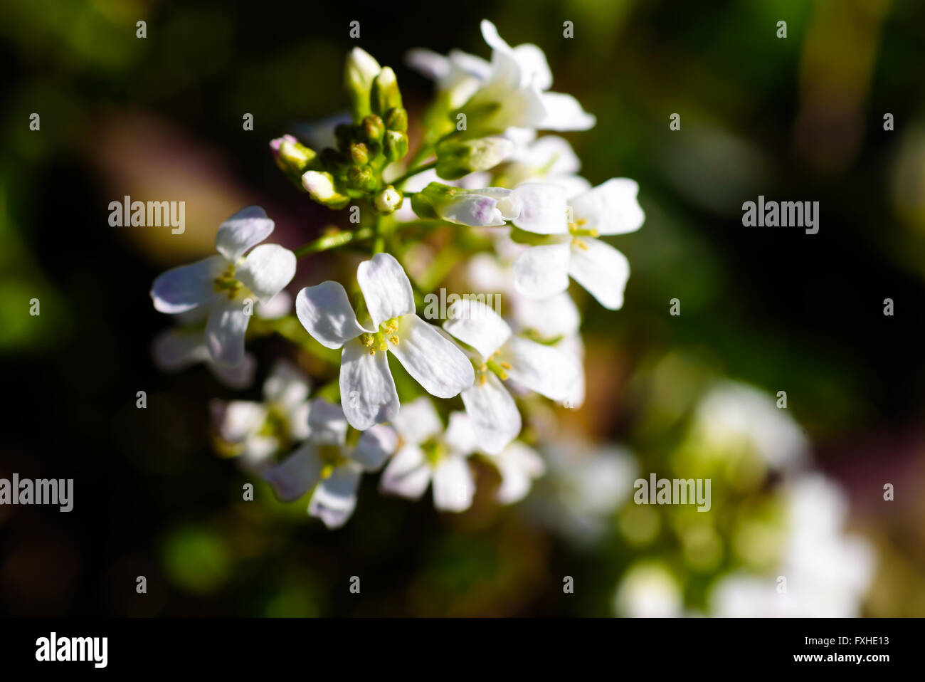 Arabis procurrens, la diffusione rock crescione. Dettaglio dei fiori bianchi close up. Foto Stock