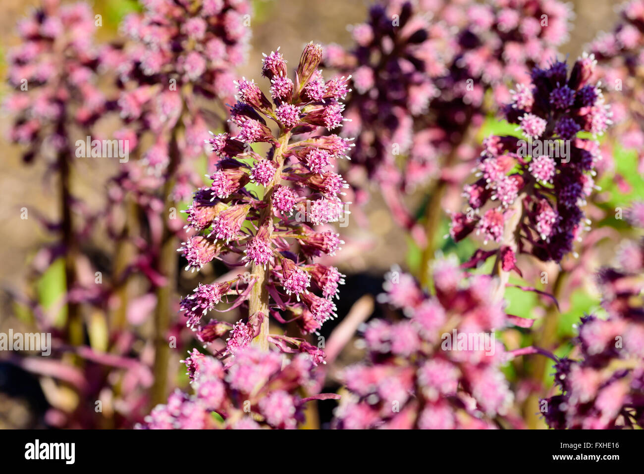 Petasites hybridus, il butterbur ravvicinato delle infiorescenze rosa grappoli di fiori. Noto anche come bog rabarbaro, devils ha Foto Stock