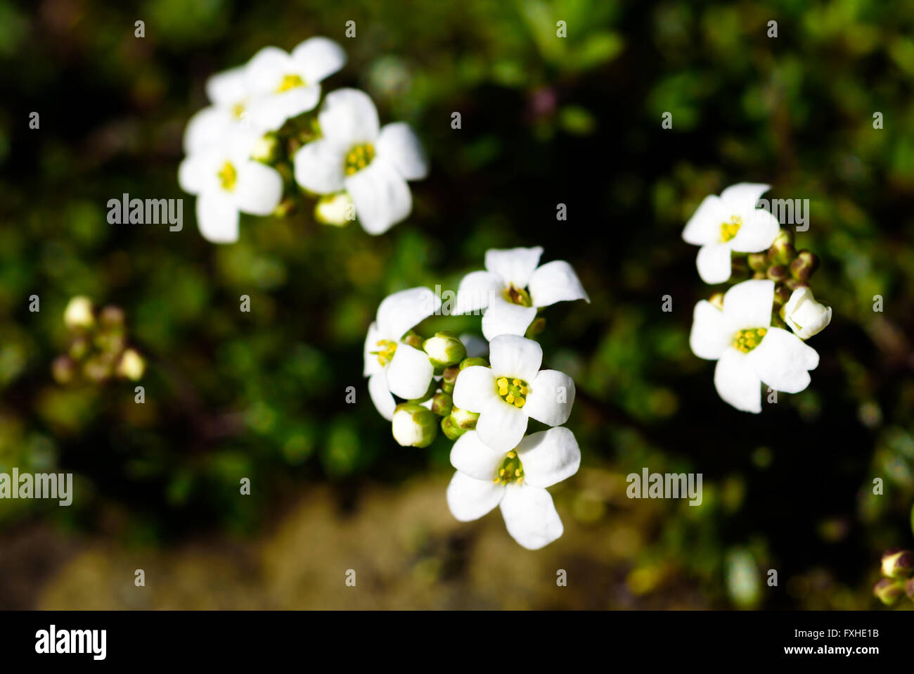 Hornungia alpina, noto anche come anche Hutchinsia alpina o Pritzelago alpina, close up sui fiori bianchi. Foto Stock