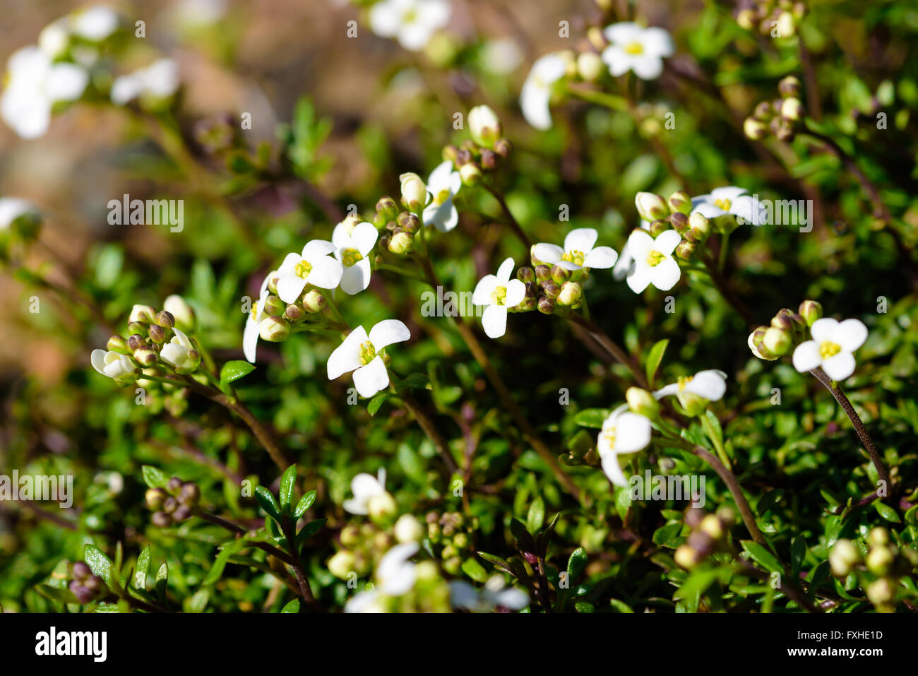 Hornungia alpina, noto anche come anche Hutchinsia alpina o Pritzelago alpina, close up sui fiori bianchi. Foto Stock