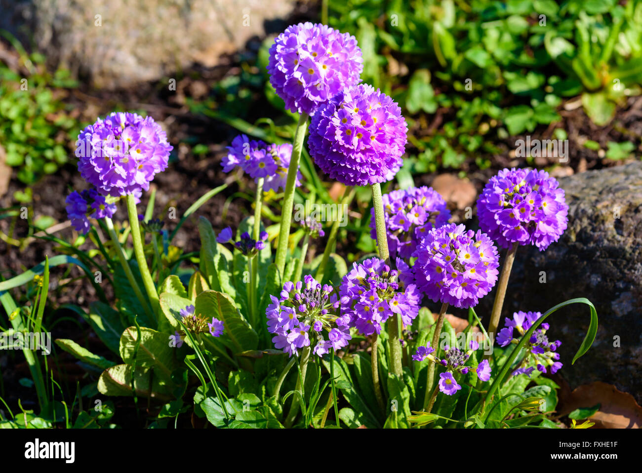 Primula denticulate o coscia primrose, una bella viola fioritura delle piante che crescono in umido regioni alpine. Foto Stock