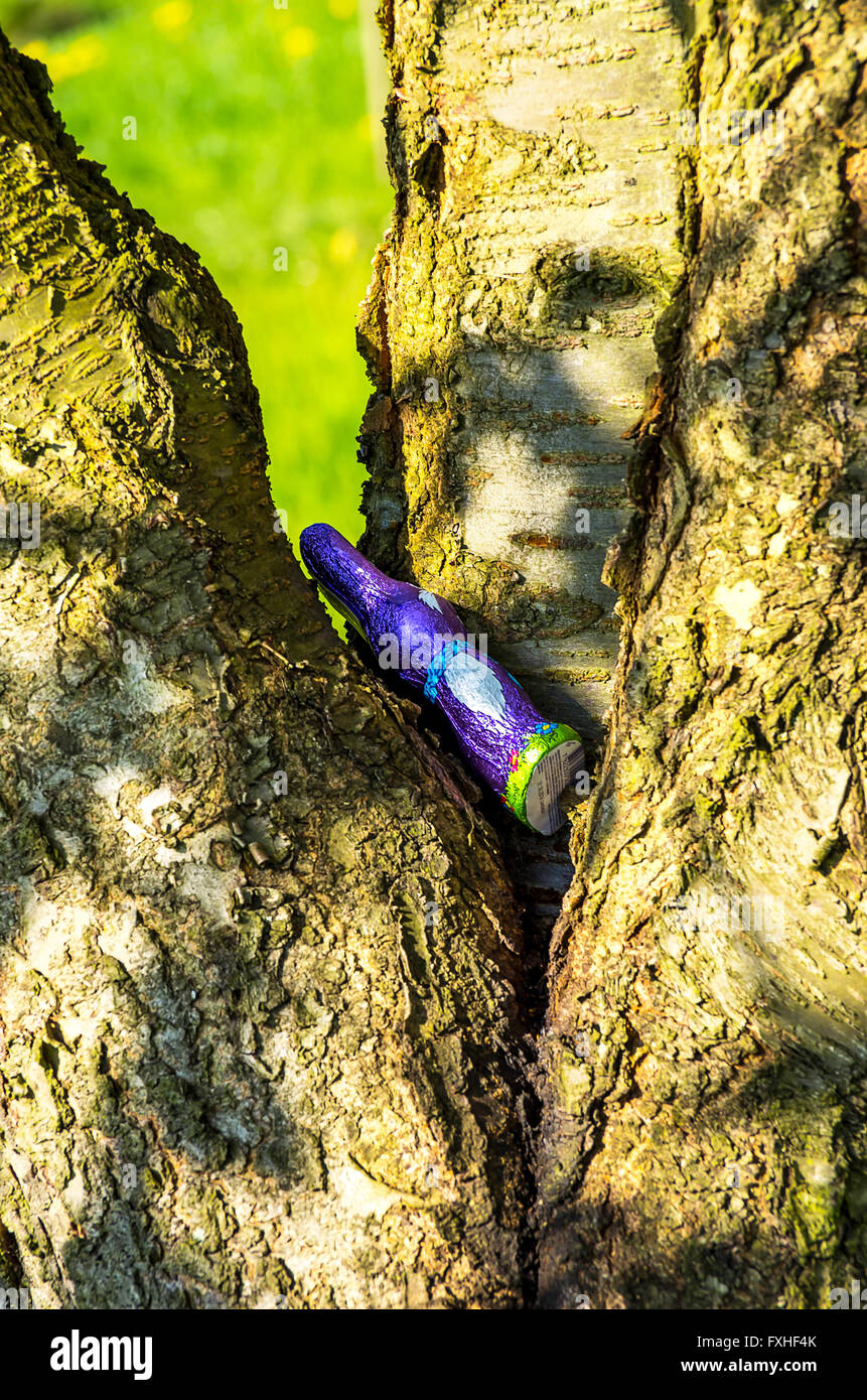 Coniglietto pasquale al cioccolato nascosto nell'albero Foto Stock