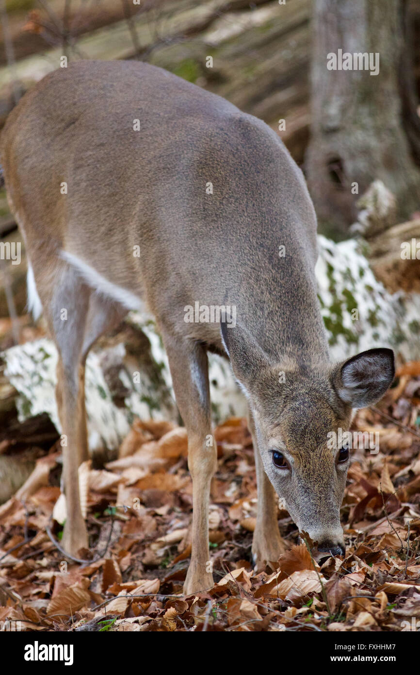 Bella immagine con la cute cervi selvatici nella foresta Foto Stock