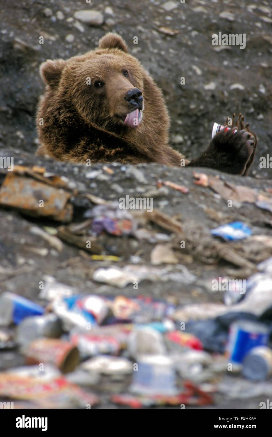 Kodiak l'orso bruno (Ursus arctos middendorffi) alimentazione sui rifiuti domestici a discarica, Larsen Bay, isola di Kodiak, Alaska, USA Foto Stock