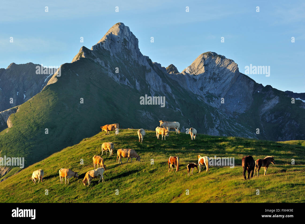 Vacche domestiche (Bos taurus) e free roaming cavalli in Pyrénées-Atlantiques, Pirenei, Francia Foto Stock