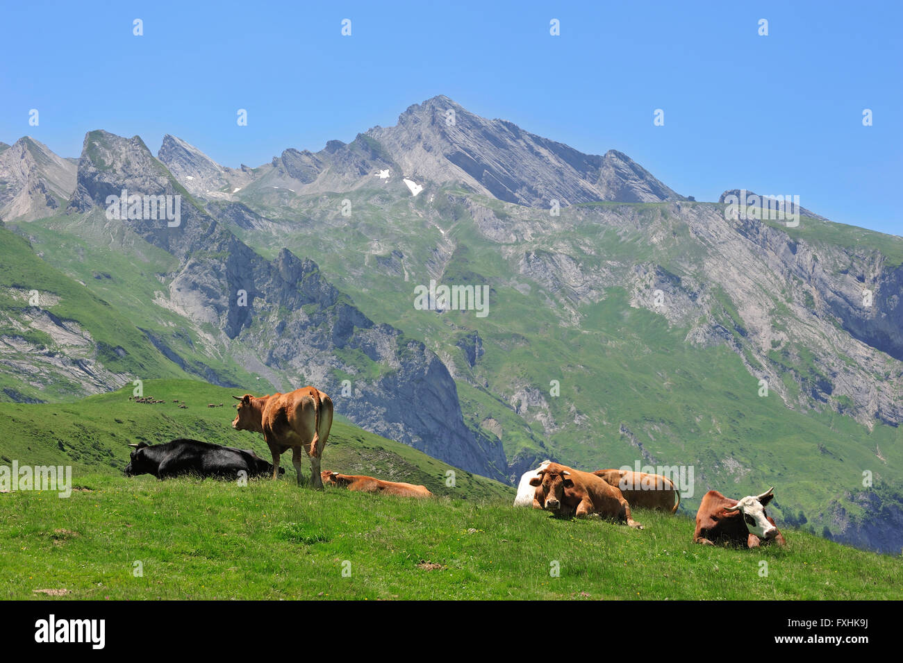 Vacche (Bos taurus) di appoggio in pascolo lungo il Col du Soulor, Hautes-Pyrénées, Pirenei, Francia Foto Stock