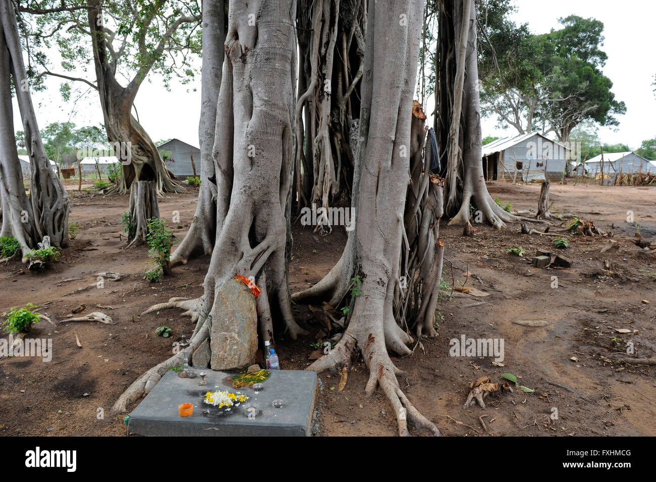 SRI LANKA, Trincomalee, profughi tamil sono tenuti dal governo i cingalesi dopo la guerra contro il LTTE Tigri Tamil nel cosiddetto benessere campi nella giungla remotato aree , i campi sono sotto il totale controllo dell'esercito dello Sri Lanka, indù santuario e Banyan Tree Foto Stock