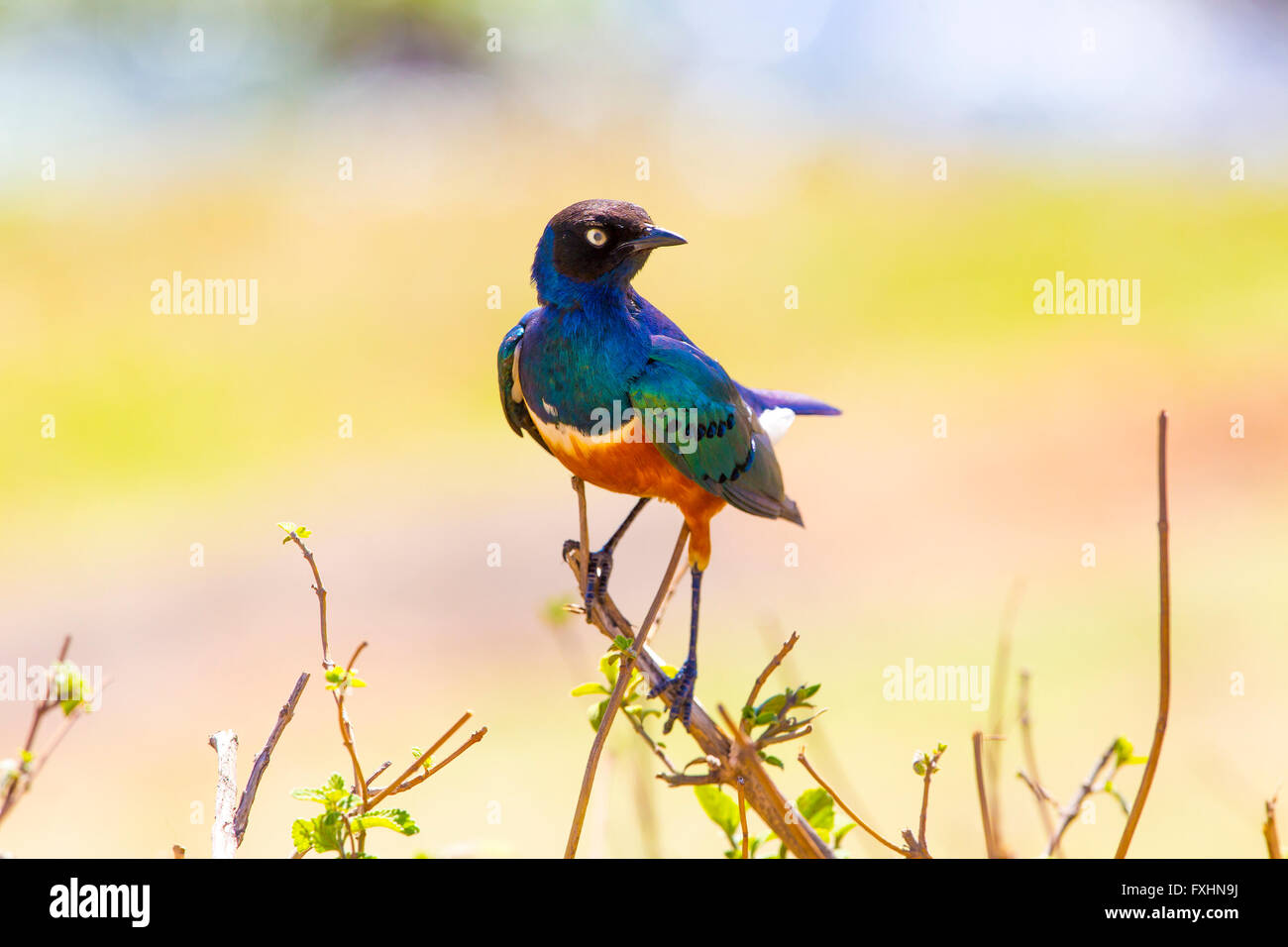 Superbo colorati starling bird in Tanzania Foto Stock